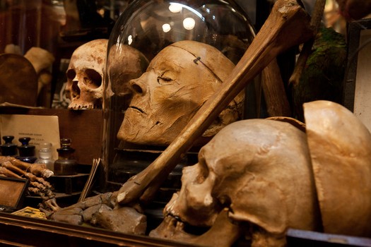skull, bones, human skull, 